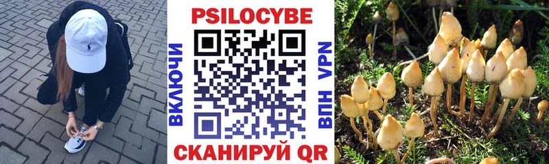 Псилоцибиновые грибы Psilocybine cubensis  Вельск 